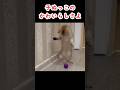 全部子猫と見せかけてからのズンズンズーン260522 #ねこ #癒し