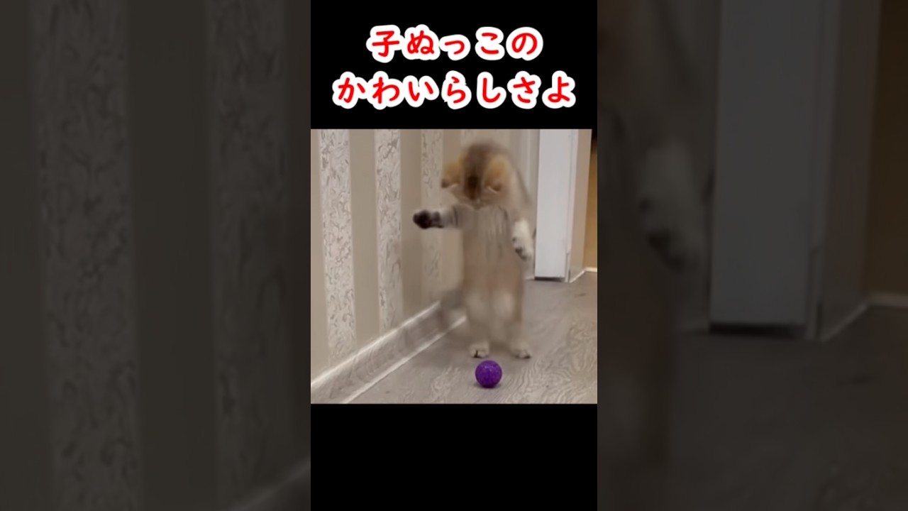全部子猫と見せかけてからのズンズンズーン260522 #ねこ #癒し