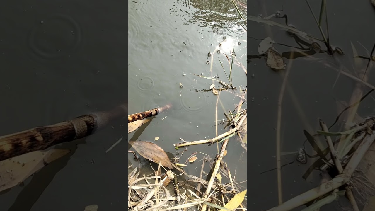 😲😮 BD Fishing techniques part -2734