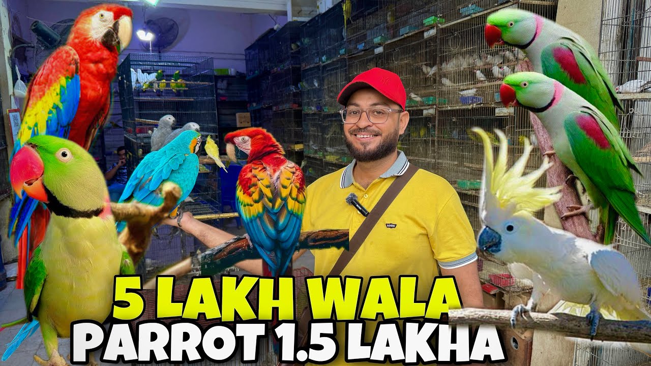 Parrot and Birds new Rate Update | Mehangay Parrot aur Bird Ki Sale 