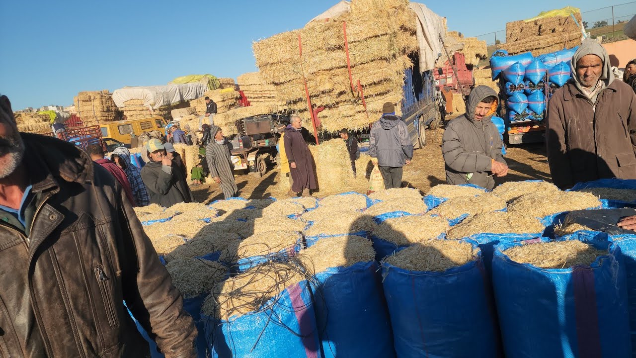 🇲🇦4مباشرة من سوق الأسبوعي تلات لولاد فيني نقدم لكم أتمنة اعلاف تاريخ تصوير 4/2/2025