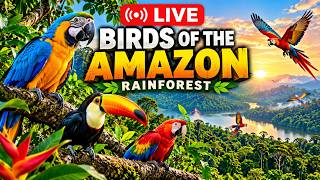 LIVE: Birds of the Amazon Rainforest 🦜 | Wild Jungle Sounds