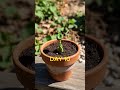 Campanula Flower Bloom Timelapse | Beautiful Bellflower Opening 🔔✨ #natureshorts #youtubeshorts
