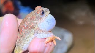 Southern Utah Herping: Meet the Red Spotted Toad