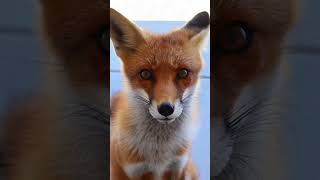 This fox really pulled up to my front door in broad daylight and acted like he pays rent 🦊😭