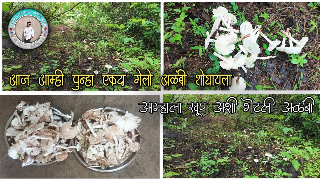 अळंबीच्या शोधात जंगलात फेरफटका… आणि मिळाल्या झणझणीत अळंब्या!