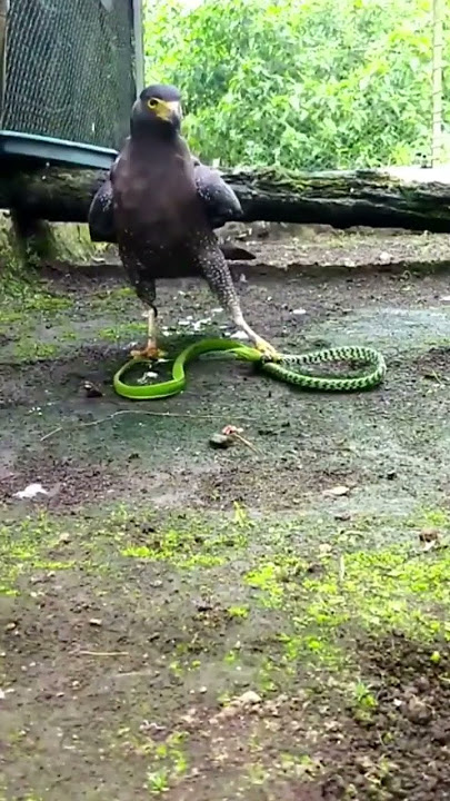 Eagle Attack Flying Snake!!😳#shorts #youtubeshorts #youtube #shortvideo #short