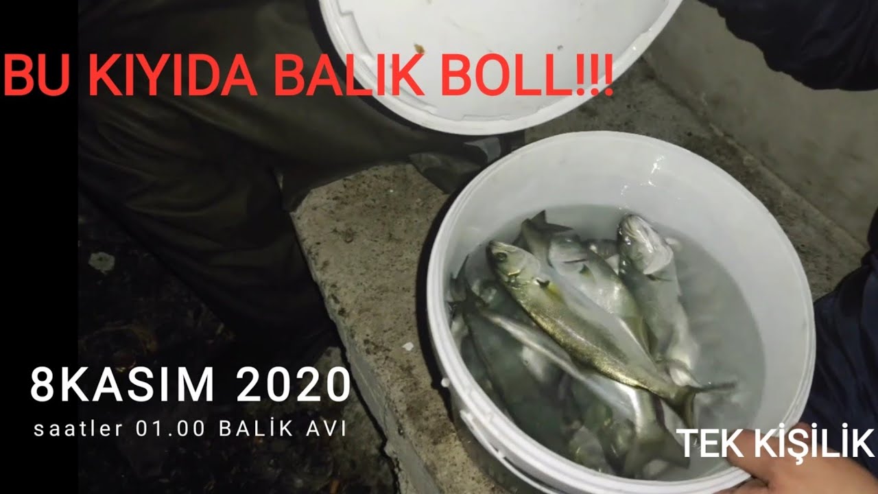 GECE YEMLİ LÜFER VE ÇİNEKOP AVI !!! ŞİLE LİMAN 'DA GECE  BİR ANDA BALIK ÇOSTU !!!