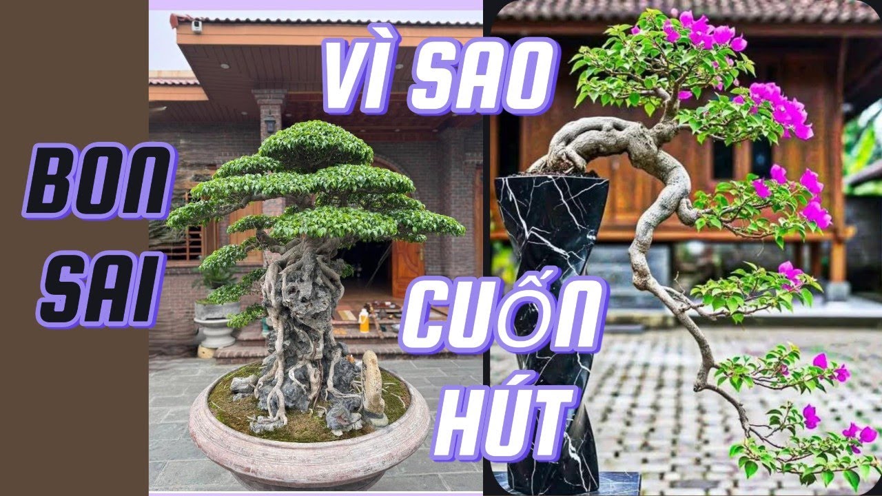 Nghệ Thuật Bonsai: Vì Sao Một Cây Nhỏ Lại Khiến Người Ta Say Mê?#vẻ đẹp bonsai#nghệ thuật cây cảnh