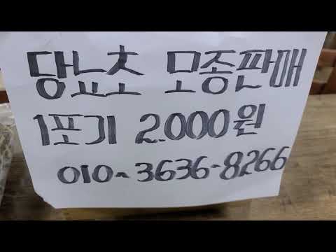 <strong>당뇨초</strong> 모종 한정판매 010ㅡ3636 8266. 당뇨초환. 분말.건초도 판매 도꼬마리 (비염과 축농증 알콜중독
