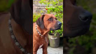 The sweetest boy ❤❤ #bestdog #rhodesian #rhodesianridgeback #ridgeback #dogbreeds