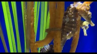Midweek Moment of Calm with Seahorses