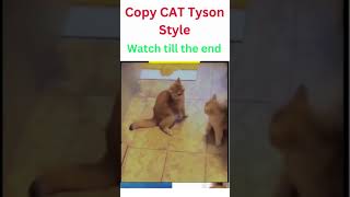 Very Funny Copy Cat Mike Tyson Boxing Style - Try Not To Laugh #Funny #Funnypost #Funnyanimal #Cat