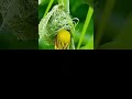 #duet #travel #birds #birdsounds