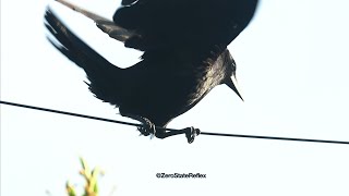 A Crows Balance Skills