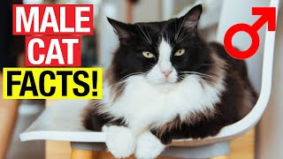 18 Shocking Facts About Male Cats !