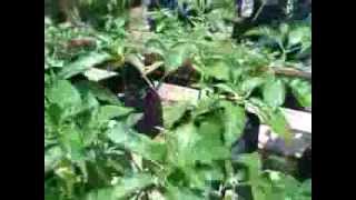 Outdoor Organic Garden Update 8