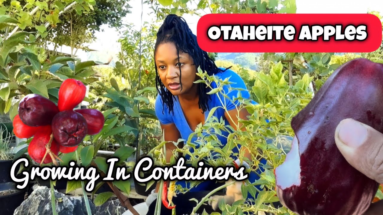 ВЫРАЩИВАНИЕ ЯБЛОК СОРТА ОТАХЕЙТ В КОНТЕЙНЕРАХ/Как я подготавливаю и пересаживаю свои фруктовые де...