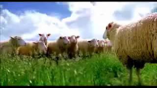 The Sheepvolution (Alien Pimp Remix)