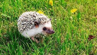 Calvin the Hedgehog