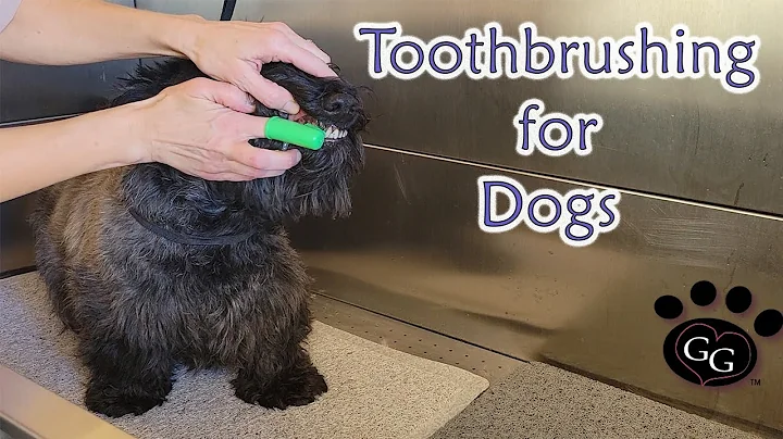 Brushing a Dog's Teeth - Scottish Terrier (Scottie...