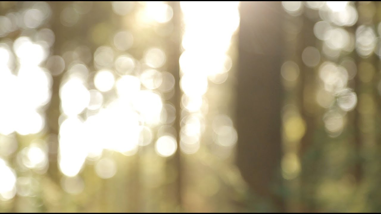 Loopable Background Bokeh of Blurry Trees-  Free Stock Video Footage