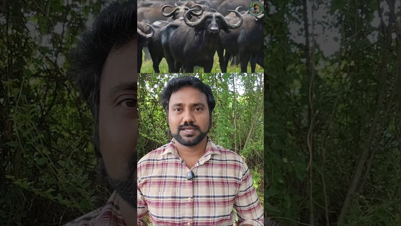 வாக்கெடுப்பு நடத்தும் எருமை மாடுகள்! #naturelovers #animallover #wildlife #biology