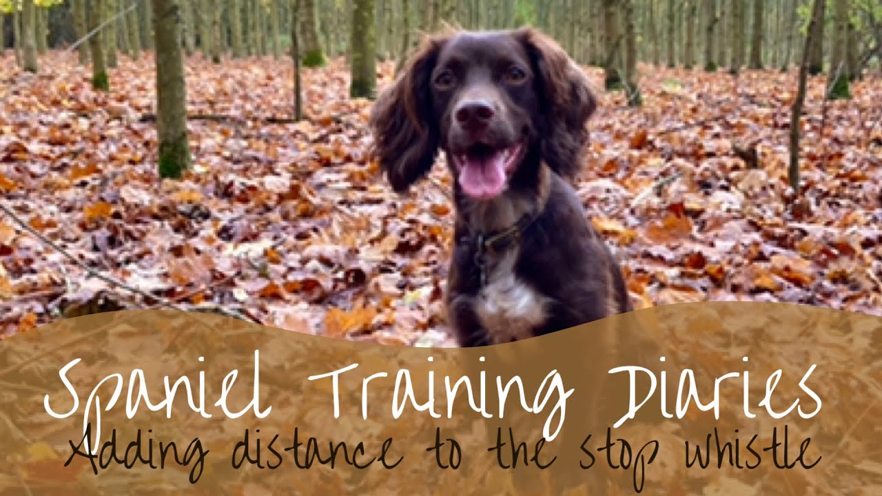 Gundog Training - Stop whistle (adding distance) - YouTube