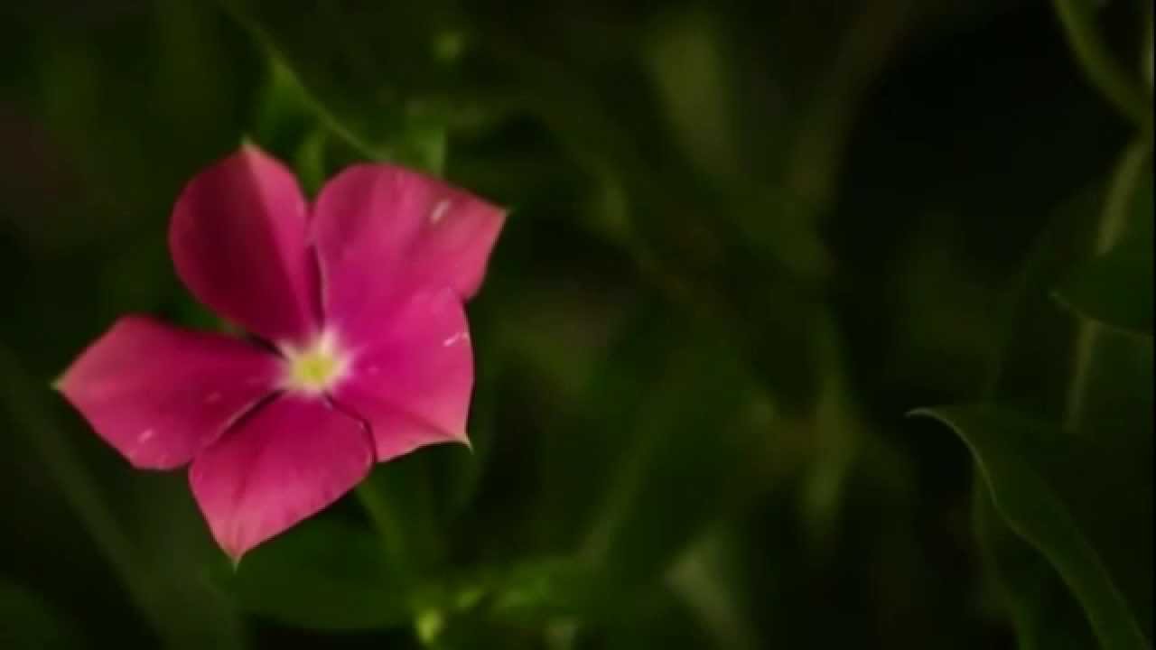 Time Lapse Flower Opening ไทม์แลปส์ เมื่อดอกไม้บาน YouTube