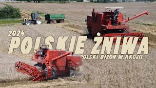 Polskie Żniwa 2024Bizonz056 3X Ciągniki Do Odwozu Bizon Nie Dał Rady?Grostrowscy