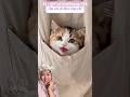 Kucing Imut Ini Pengen Ikut Mama Jalan-Jalan! 🥹❤️ TinChinhThong-123