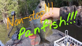 Santee Cooper Bluegill and Shellcracker using crickets #panfish #shellcracker