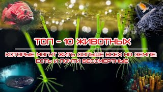 Топ 10 Животных, Которые Могут Жить Дольше Всех На Земле Есть И Почти Бессмертные