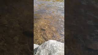 Water, birds.