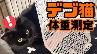 保護してデブ化した黒猫を初めて体重計に乗せます