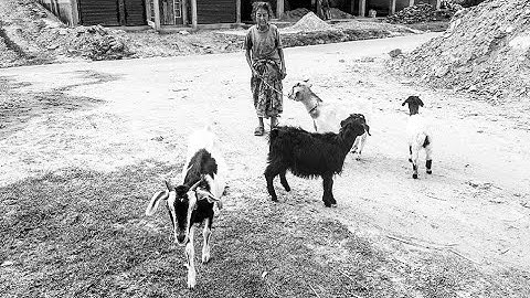 West Sikkim |Short Trip To Sri Badam | Organic Cottage |Moments Of The Trip