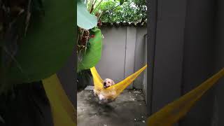 Relaxed Golden Retriever in a Hammock