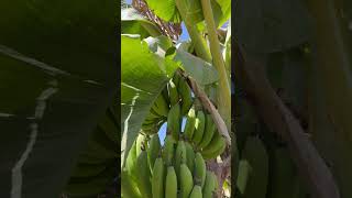 Banana Island, Luxor, Egypt