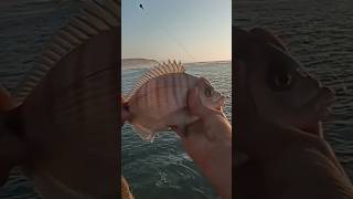 fishing for sargo (white seabream) with a Sardine dough ball #fishingtime #fishing