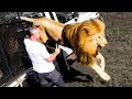 Rescued lion brothers unique bond with kevin richardson  the lion whisperer