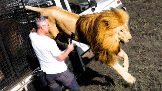 Rescued LION BROTHERS' Unique Bond with Kevin Richardson | The Lion Whisperer by The Lion Whisperer 272,854 views 1 month ago 12 minutes, 26 seconds