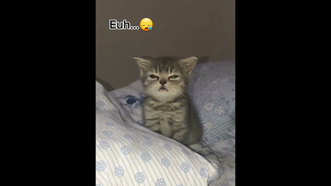 Pov:Tu es accro à Barbie😔 #drôle #chat