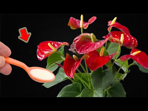 Only Need 1 Spoon! Anthurium Blooms Continuously And All Year Round