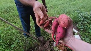 In the Garden by 6 AM - Digging Sweet Potatoes