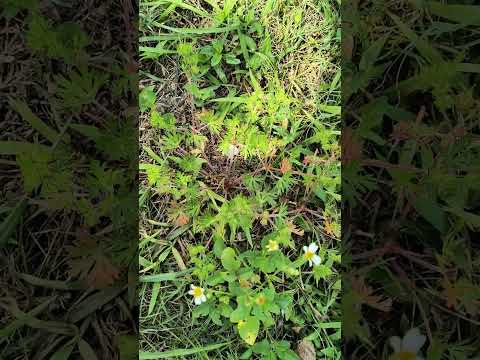 Video: Carolina Cranesbill Qulluğu: Carolina Geranium Bitkilərini Necə Yetişdirmək olar