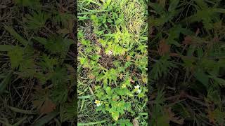 Wild Geranium, Herb Robert, Carolina Cranesbill medicinal herb of Florida with Bob Linde