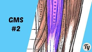 Grip Muscle Spotlight #2 - Extensors (of the fingers)