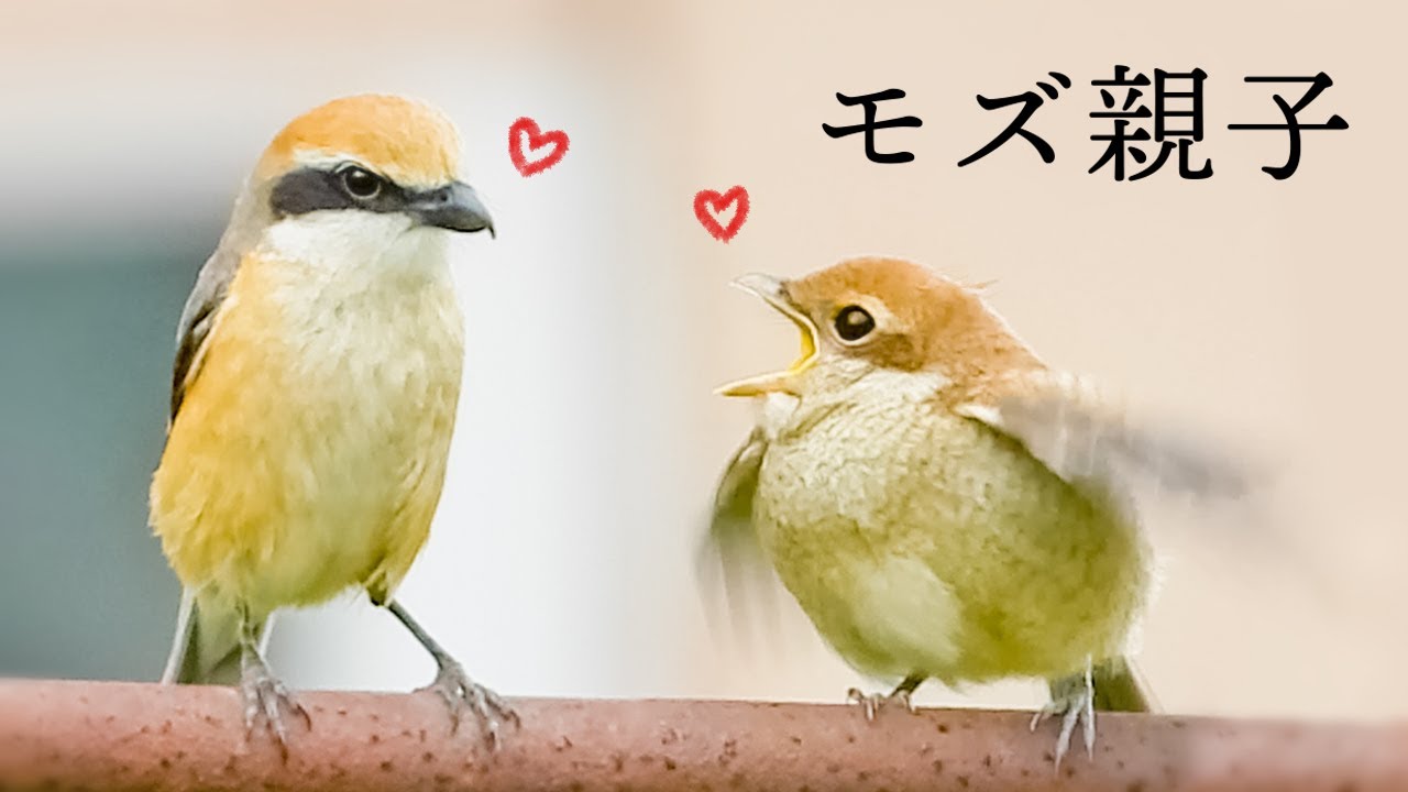 鳥を抱える子供 可愛い注意】大勢の鳥たちに初めて餌やりしたら息子が可愛すぎた