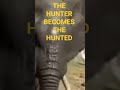 Elephant Rescues Baby from Crocodile Attack! (INCREDIBLE Footage)