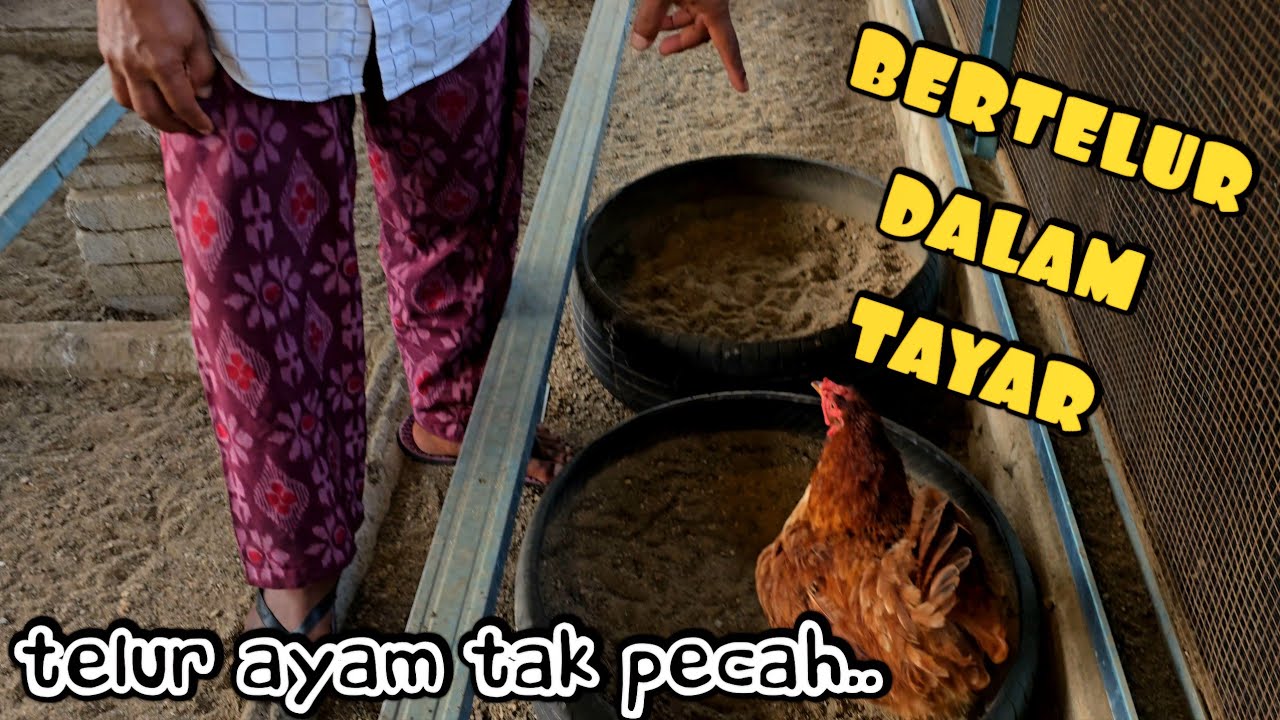 ✅️ TEMPAT AYAM BERTELUR GUNA TAYAR. PERCUMA DAN SENANG